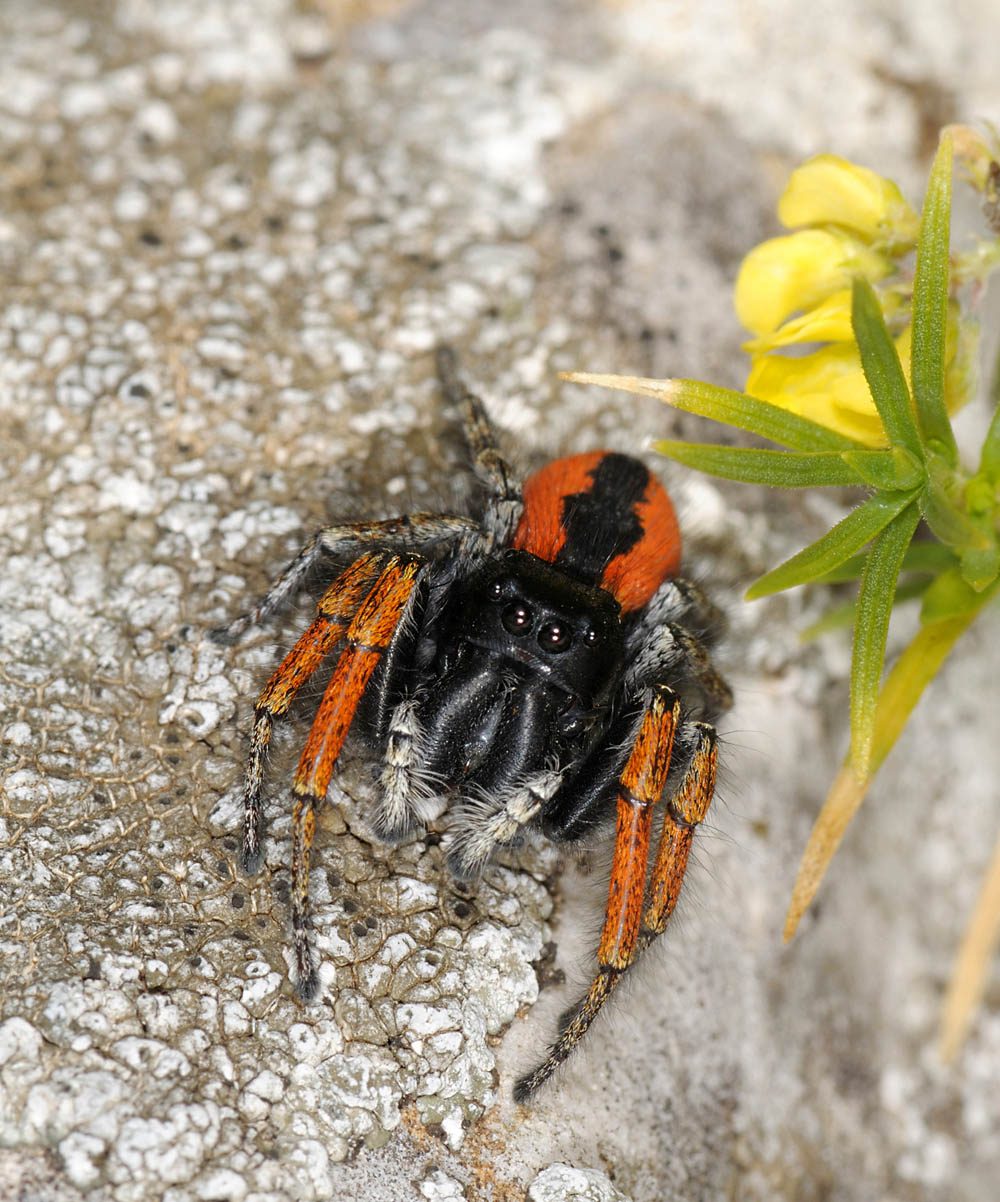 Philaeus chrysops